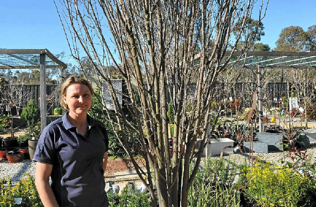 Baringa nursery owner Cathy Ryan with a deciduous plant expected to burst into flower next week. Baringa nursery owner Cathy Ryan with a deciduous plant expected to burst into flower next week.